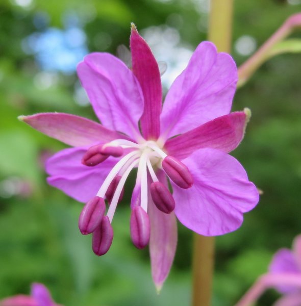 CHAMAENERION  ANGUSTIFOLIUM  ROSEBAY  WILLOWHERB 07-08-2015 12-13-38.JPG