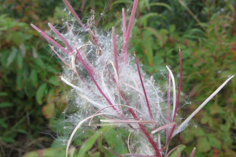 CHAMAENERION  ANGUSTIFOLIUM  ROSEBAY  WILLOWHERB 09-09-2014 17-03-12.JPG