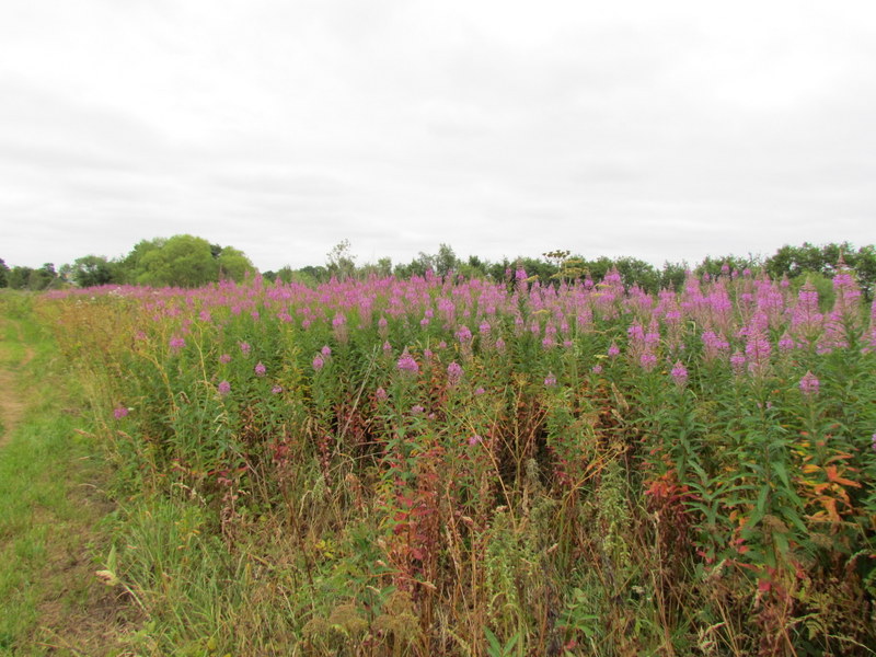 CHAMAENERION  ANGUSTIFOLIUM  ROSEBAY  WILLOWHERB 22-07-2013 13-34-00.JPG
