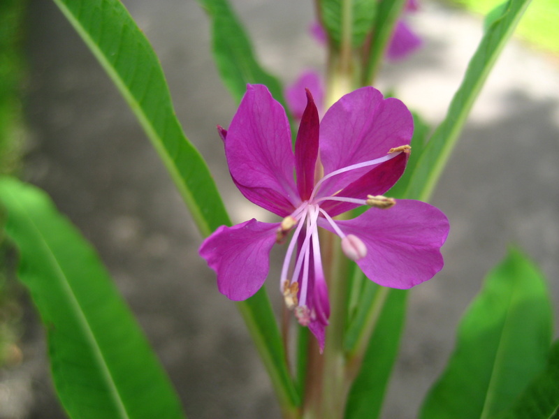 CHAMAENERION  ANGUSTIFOLIUM  ROSEBAY  WILLOWHERB 22-Jun-08 12-22-47 PM.JPG