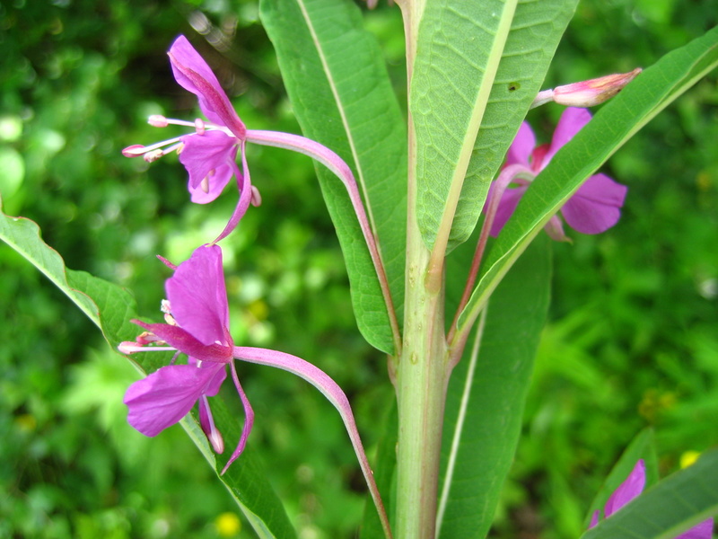 CHAMAENERION  ANGUSTIFOLIUM  ROSEBAY  WILLOWHERB 22-Jun-08 12-23-11 PM.JPG