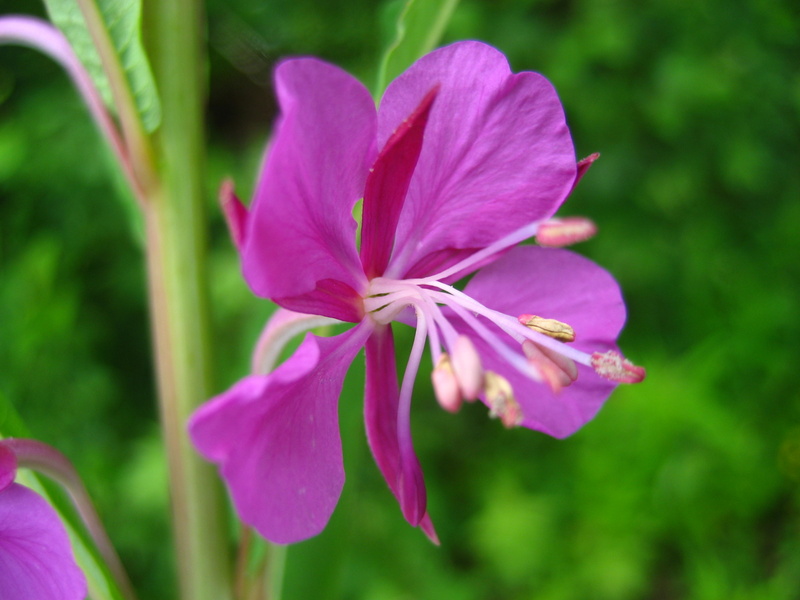 CHAMAENERION  ANGUSTIFOLIUM  ROSEBAY  WILLOWHERB 22-Jun-08 12-24-20 PM.JPG