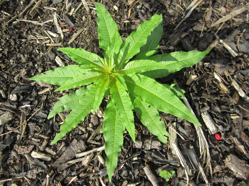 CHAMAENERION  ANGUSTIFOLIUM  ROSEBAY  WILLOWHERB 22-Sep-11 4-33-033.JPG