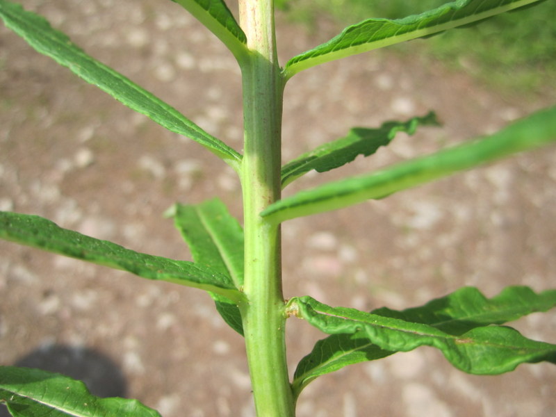 CHAMAENERION  ANGUSTIFOLIUM  ROSEBAY  WILLOWHERB 25-May-12 11-47-45 AM.JPG