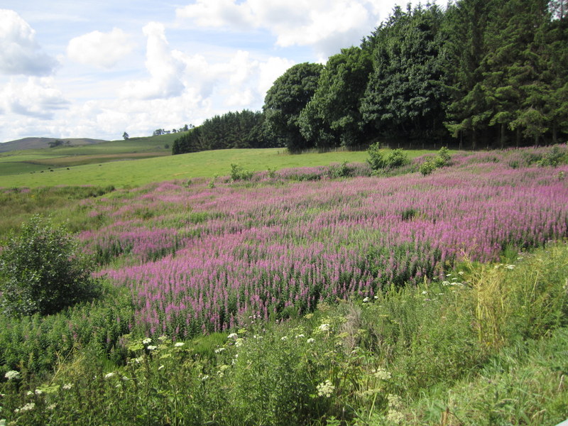 CHAMAENERION  ANGUSTIFOLIUM  ROSEBAY  WILLOWHERB 27-07-2013 13-14-26.JPG