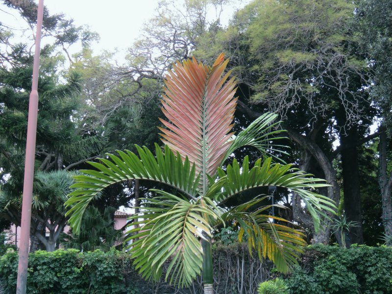 CHAMBeyronia macrocarpa.JPG