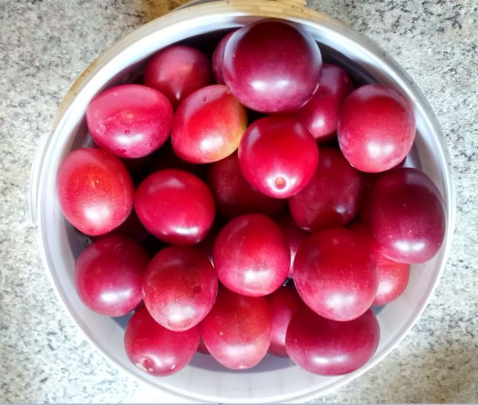 cherry plums july 2017.JPG