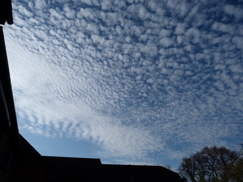 Cherry trees    5  5 2013 005.JPG