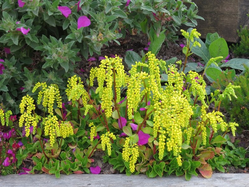 Chiastophyllum Oppositifolium.JPG