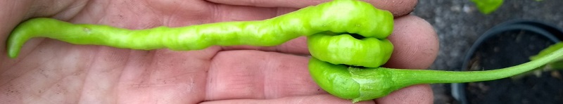 chilli curly.jpg