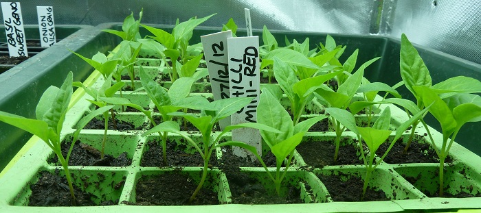 chillies 19 jan 2013.jpg