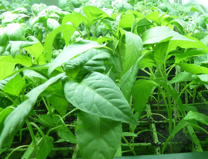 chillies 3feb2013.jpg