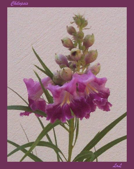 Chilopsis 24 Jul 08.jpg