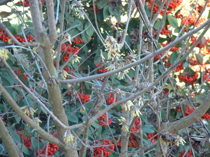 chimonanthus and cotoneaster.JPG