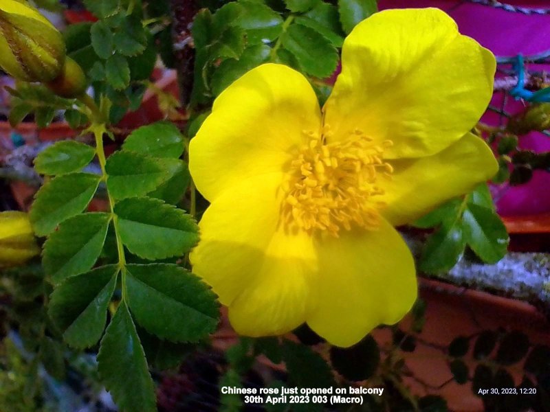 Chinese rose just opened on balcony 30th April 2023 003 (Macro).jpg