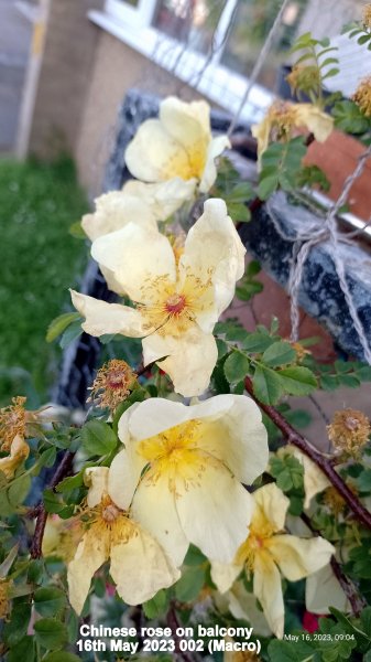 Chinese rose on balcony 16th May 2023 002 (Macro).jpg