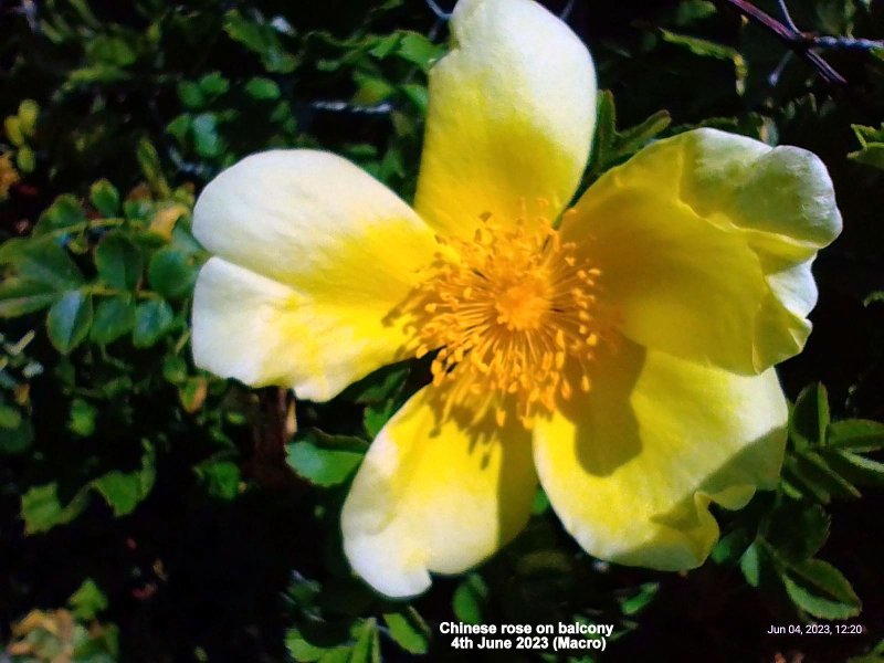 Chinese rose on balcony 4th June 2023 (Macro).jpg