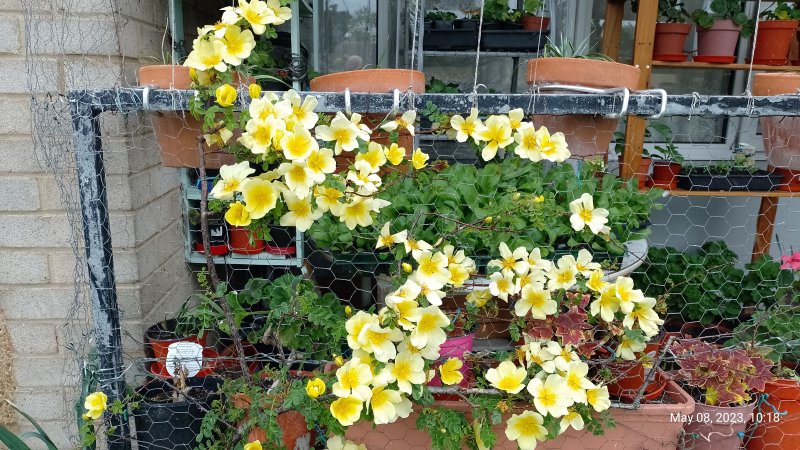 Chinese rose on balcony railings 8th May 2023 002.jpg