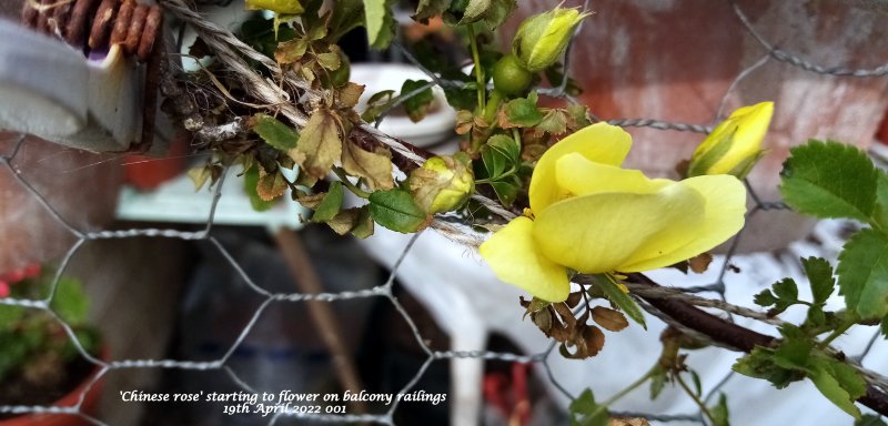 'Chinese rose' starting to flower on balcony railings 19th April 2022 001.jpg