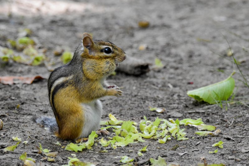 chipmunk GC .jpg