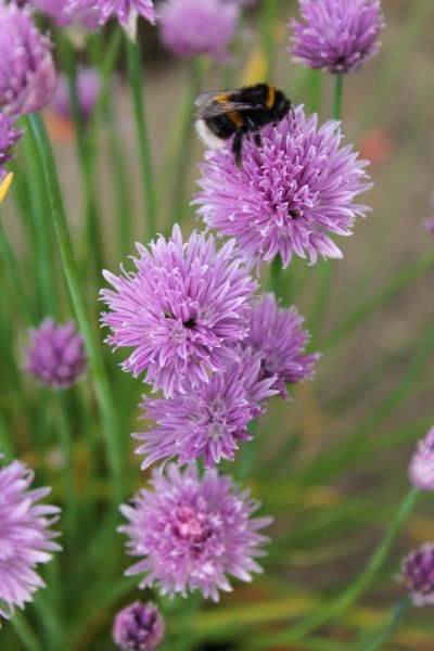 Chives (1).JPG