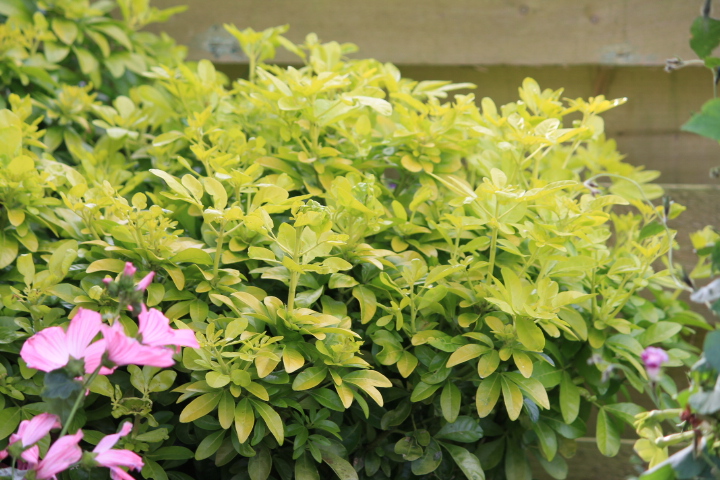 Choisya 'Sundance' (2).JPG