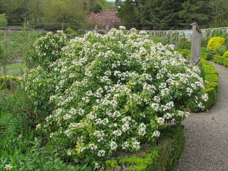 CHOISYA  TERNATA 08-05-2014 15-13-48.JPG