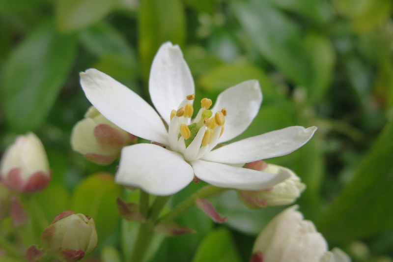 CHOISYA  TERNATA 11-05-2014 14-42-24.JPG