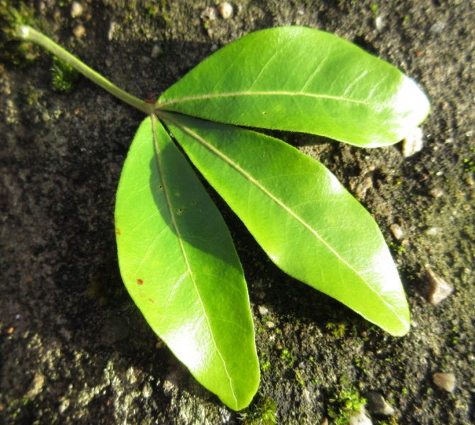 CHOISYA  TERNATA 13-01-2022 12-26-12.JPG