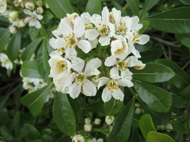 CHOISYA  TERNATA 20-05-2013 16-23-36.JPG