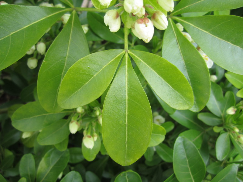 CHOISYA  TERNATA 20-05-2013 16-24-22.JPG