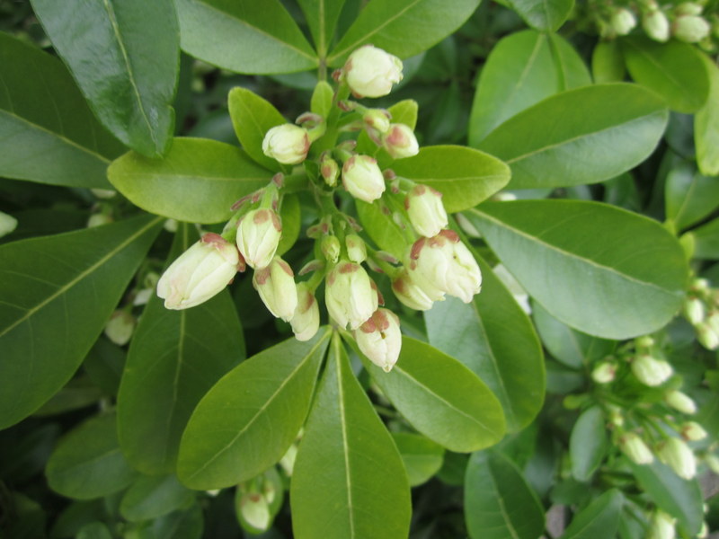 CHOISYA  TERNATA 20-05-2013 16-24-36.JPG