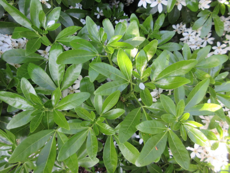 CHOISYA  TERNATA 29-05-2018 19-23-58.JPG