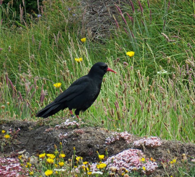 Chough.JPG