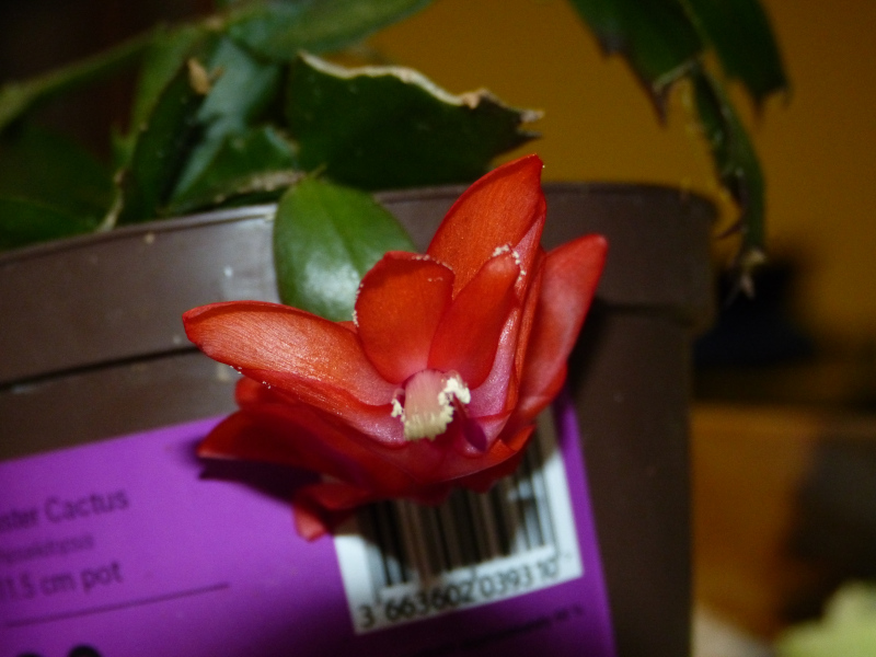 Christmas cactus.JPG