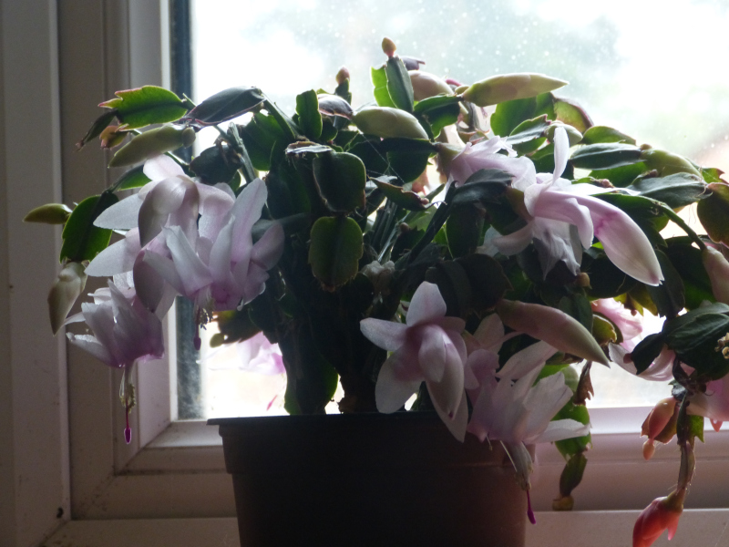 Christmas cactus white.JPG