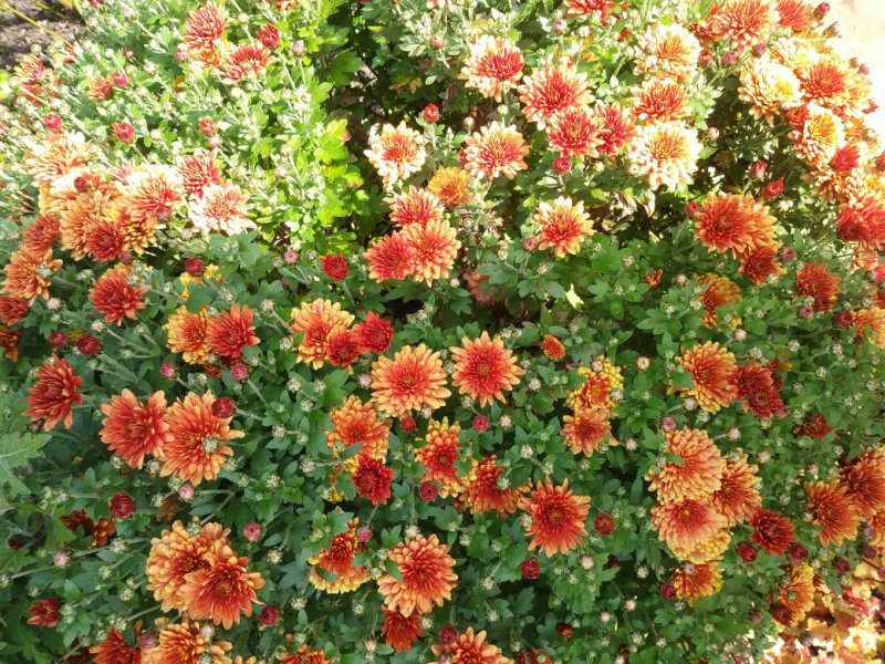 chrysanthbronzeSm.jpg