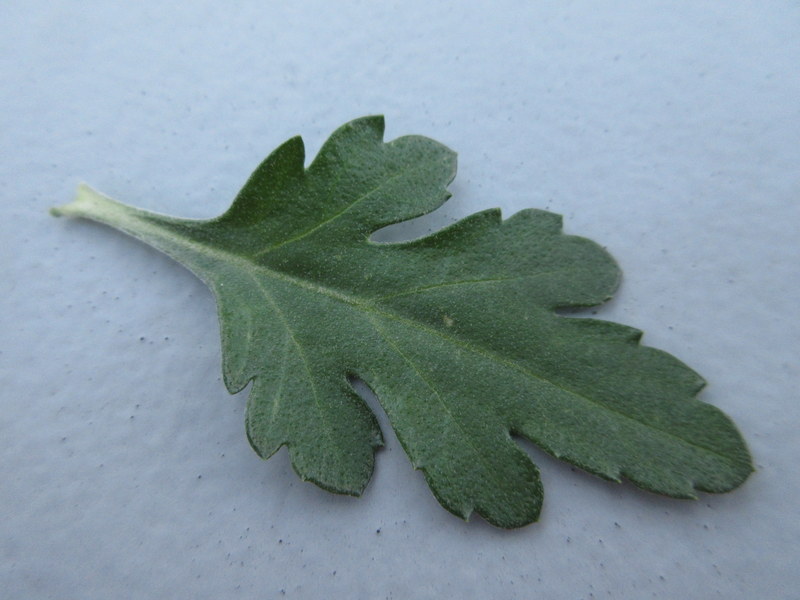 CHRYSANTHEMUM  XXX 13-11-2020 15-56-48.JPG