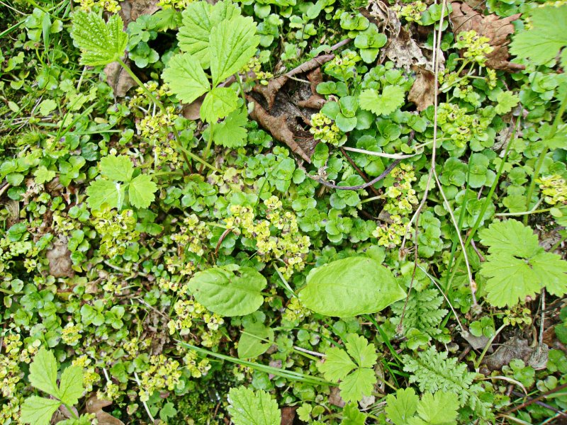Chrysosplenium oppositifolium.jpg