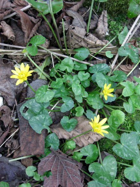 CIMG0001 (600x800).jpg