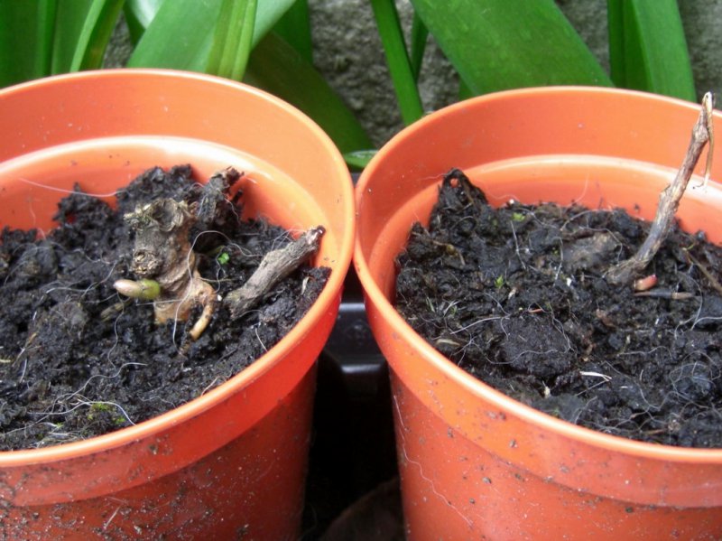 CIMG0002 (1024x767).jpg