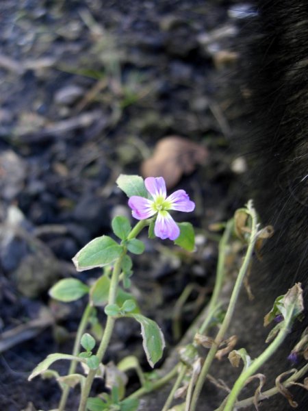 CIMG0002 (768x1024).jpg