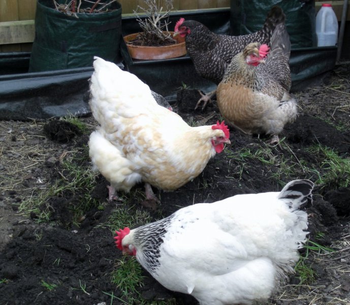 CIMG0004 (1024x891).jpg