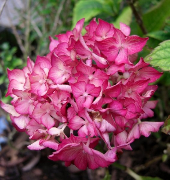 CIMG0006 (604x640).jpg