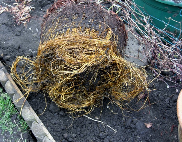 CIMG0009 (1024x797).jpg