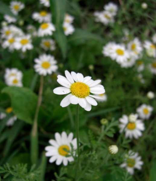 CIMG0010 (552x640).jpg