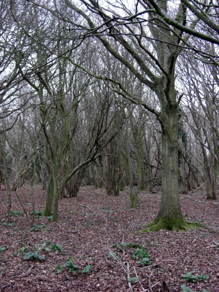 CIMG0010 (768x1024).jpg