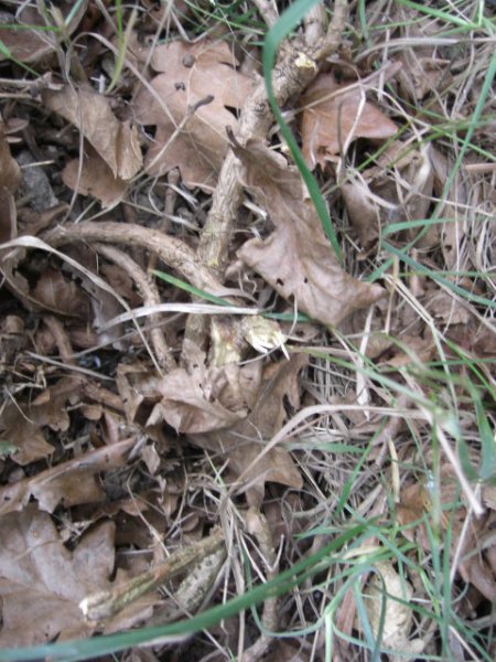 CIMG0011 (480x640).jpg