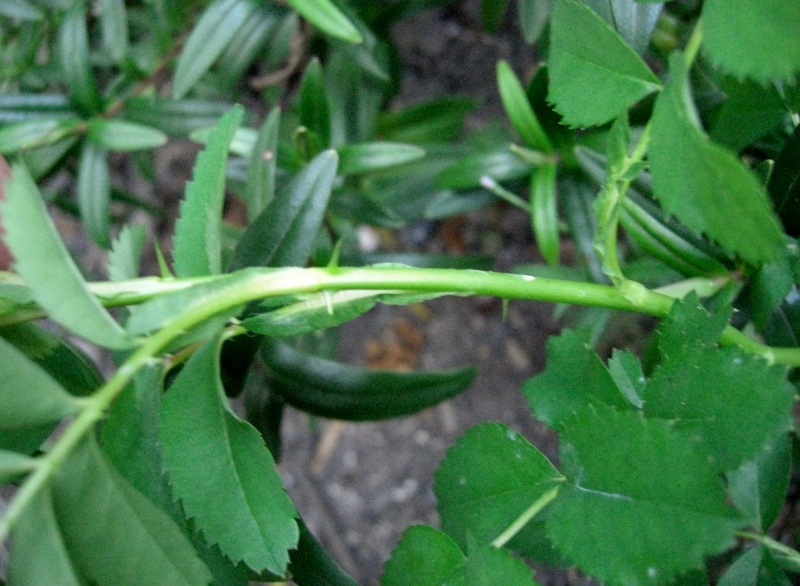 CIMG0011 (800x586).jpg