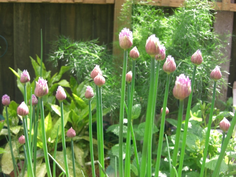 CIMG0011 (800x600).jpg